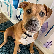 Ruby Rue is registered to the contest to win money with this photo: attention, bathmat, brown_dog, canine, close_up, collar, dog, eyes, face, id_tag, indoor, nose, patterned_curtain, pet, portrait, shower_curtain, sitting, textured_rug, tile_floor, whiskers