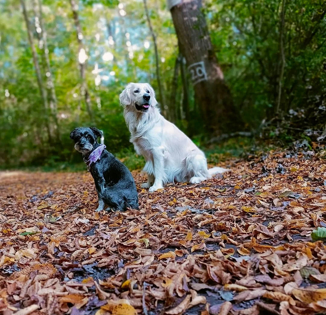 Echo participe au concours pour gagner de l'argent avec cette photo : canidae, carnivore, companion_dog, deciduous, dog, dog_breed, fawn, forest, grass, landscape, plant, soil, sporting_group, tail, toy_dog, tree, twig, wood, woodland, working_animal