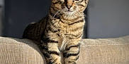 Hijo participe au concours pour gagner de l'argent avec cette photo : animal, beige, cat, close_up, couch, curious, domestic, ears, feline, fur, furniture, indoor, kitten, pet, portrait, relaxed, soft_light, striped, tabby, whiskers