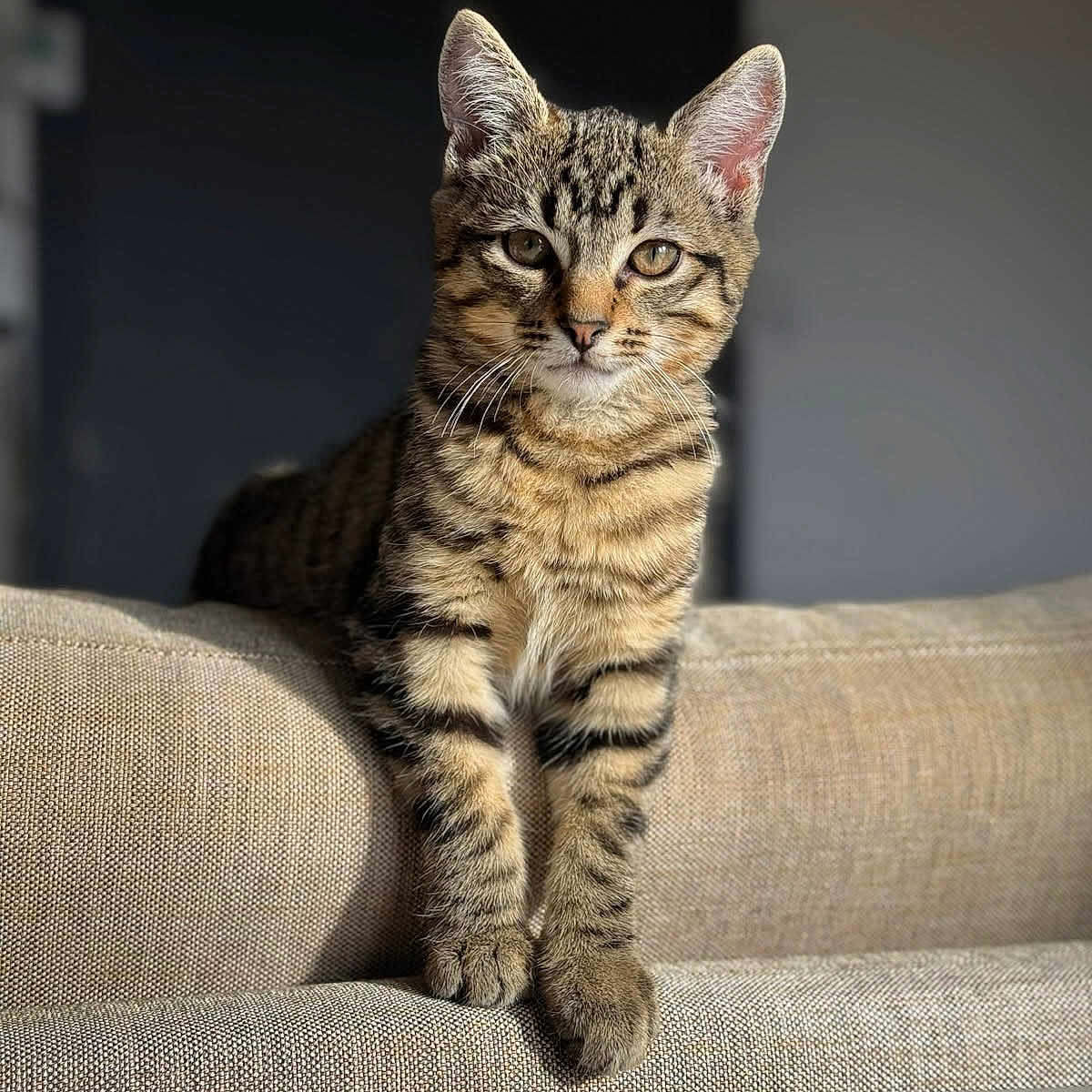 Hijo participe au concours pour gagner de l'argent avec cette photo : animal, beige, cat, close_up, couch, curious, domestic, ears, feline, fur, furniture, indoor, kitten, pet, portrait, relaxed, soft_light, striped, tabby, whiskers
