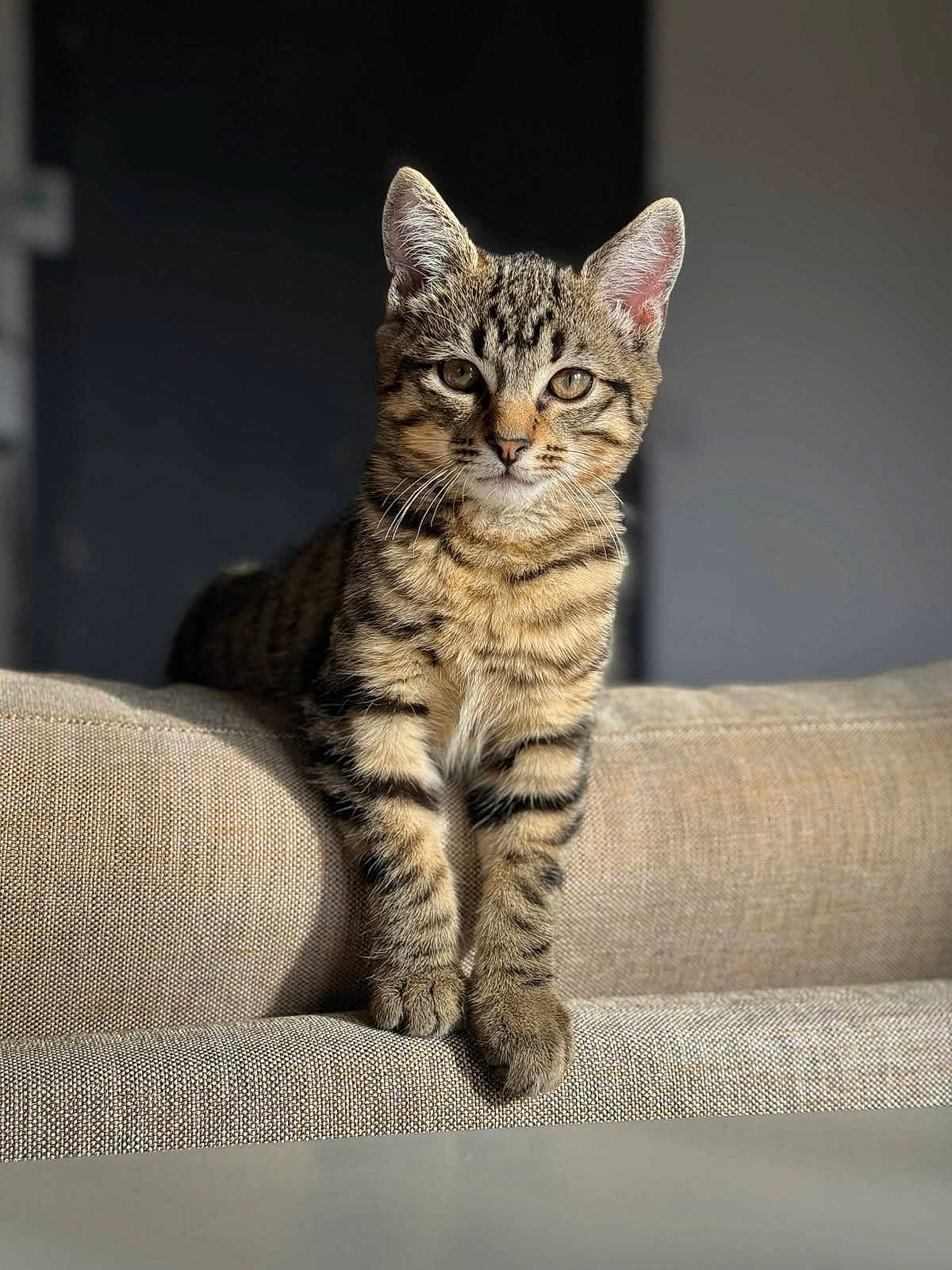 Hijo participe au concours pour gagner de l'argent avec cette photo : cat, kitten, tabby, feline, pet, indoor, couch, beige, fur, striped, whiskers, ears, curious, animal, portrait, soft_light, relaxed, furniture, close_up, domestic