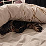 Hijo participe au concours pour gagner de l'argent avec cette photo : cat, tabby, bed, duvet, blanket, paw, indoor, resting, sleepy, fur, cozy, hiding, animal, pet, home, fabric, comfort, relaxation, feline, soft