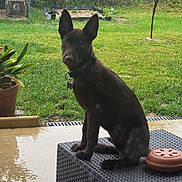 Bolt a rejoint le concours — aidez-le/la à gagner de superbes lots ! animal, collar, curious, daylight, dog, ears, fence, garden, greenery, nature, outdoor, patio, pet, plant, potted_plant, rain, sitting, table, tree, wet