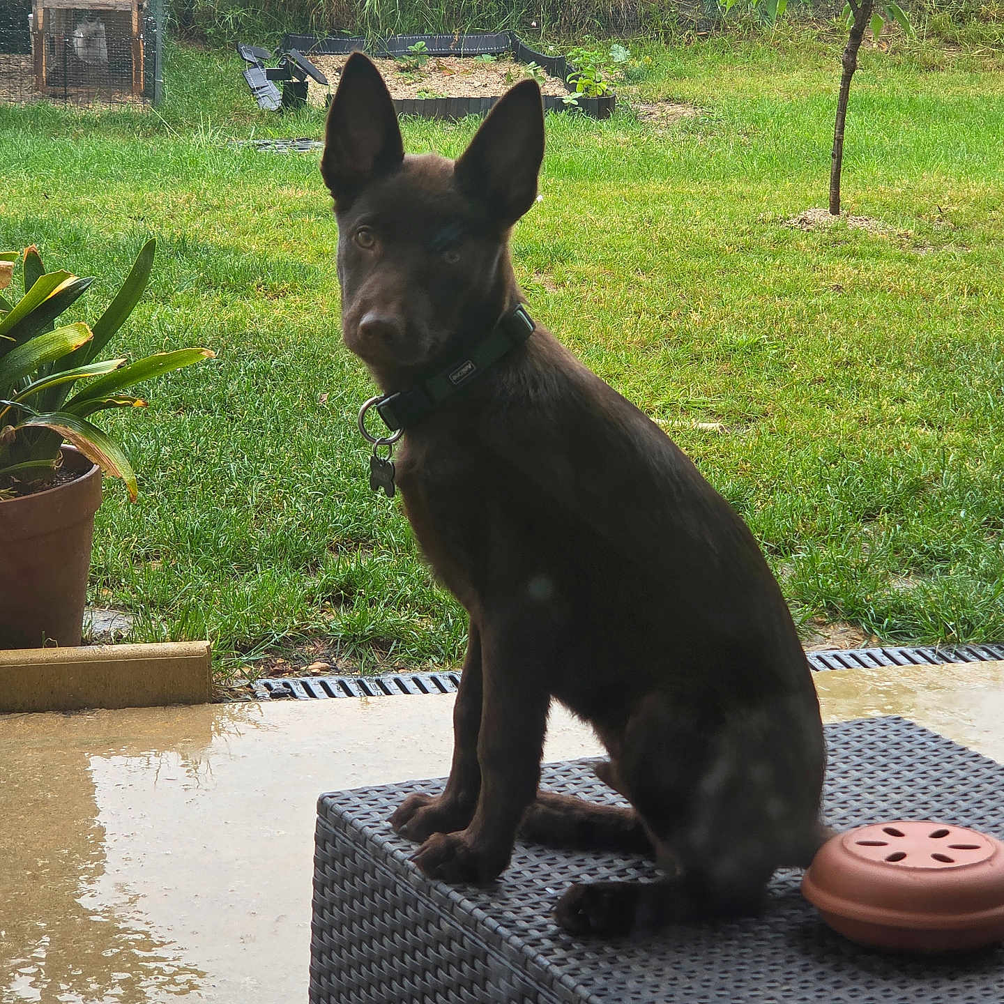 Bolt
