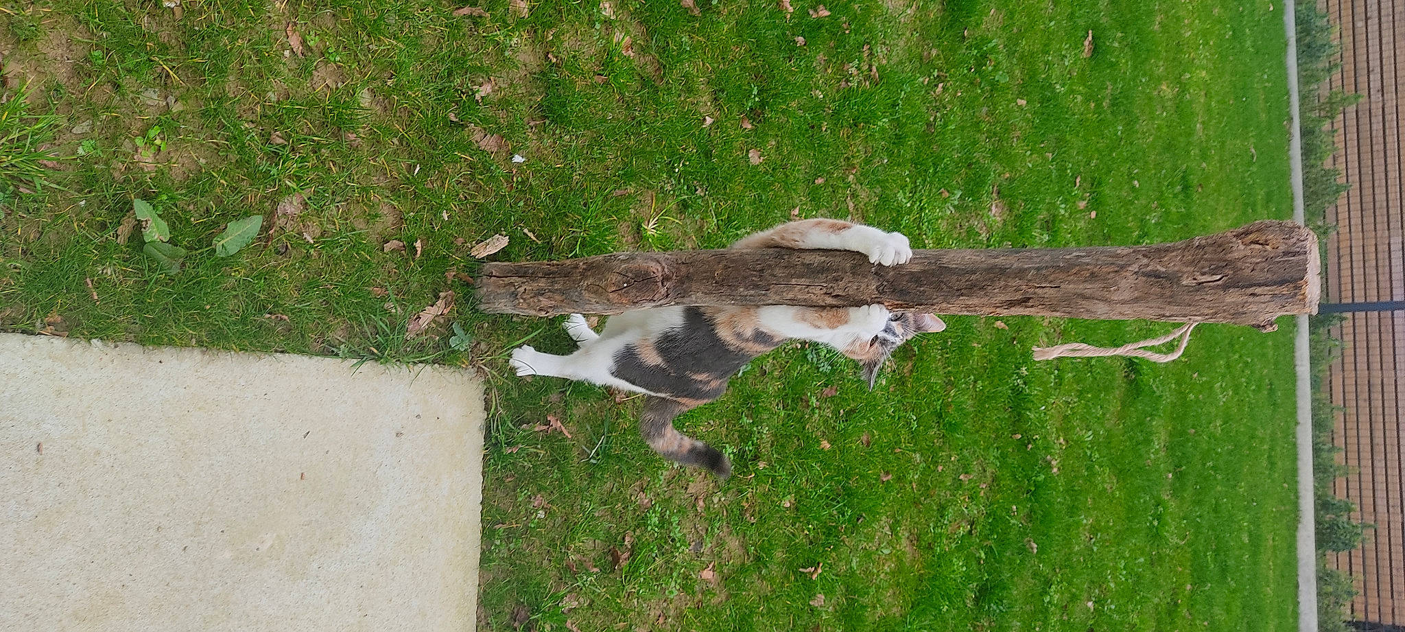 Sina a rejoint le concours — aidez-le/la à gagner de superbes lots ! bird_of_prey, canidae, cat, fawn, felidae, fur, grass, grass_family, grassland, groundcover, lawn, pasture, plant, small_to_medium_sized_cats, soil, sporting_group, tail, terrestrial_animal, trunk, wood