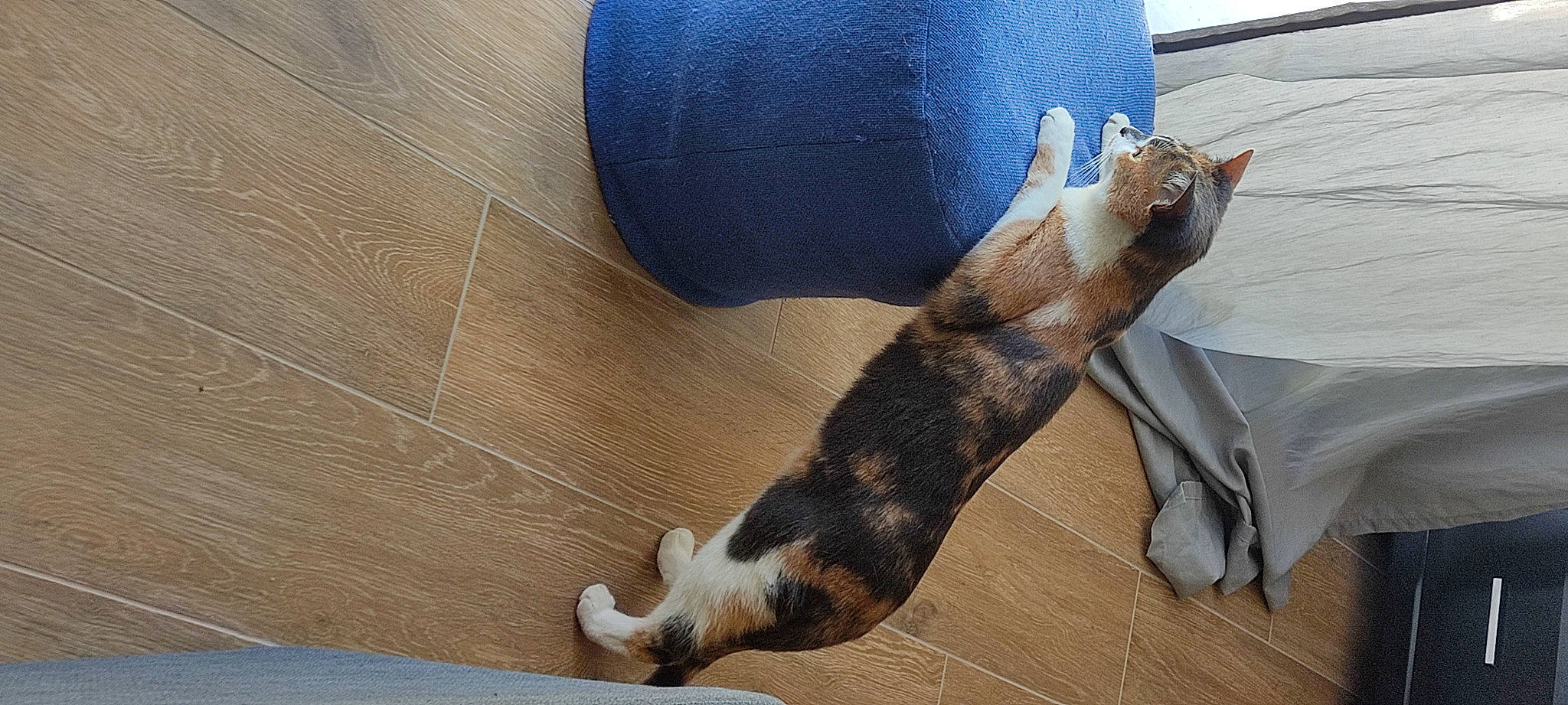 Sina participe au concours pour gagner de l'argent avec cette photo : cat, comfort, dog_breed, domestic_short_haired_cat, fawn, felidae, floor, flooring, foot, fur, gesture, hardwood, human_leg, linens, small_to_medium_sized_cats, tail, whiskers, wood, wood_flooring, wood_stain