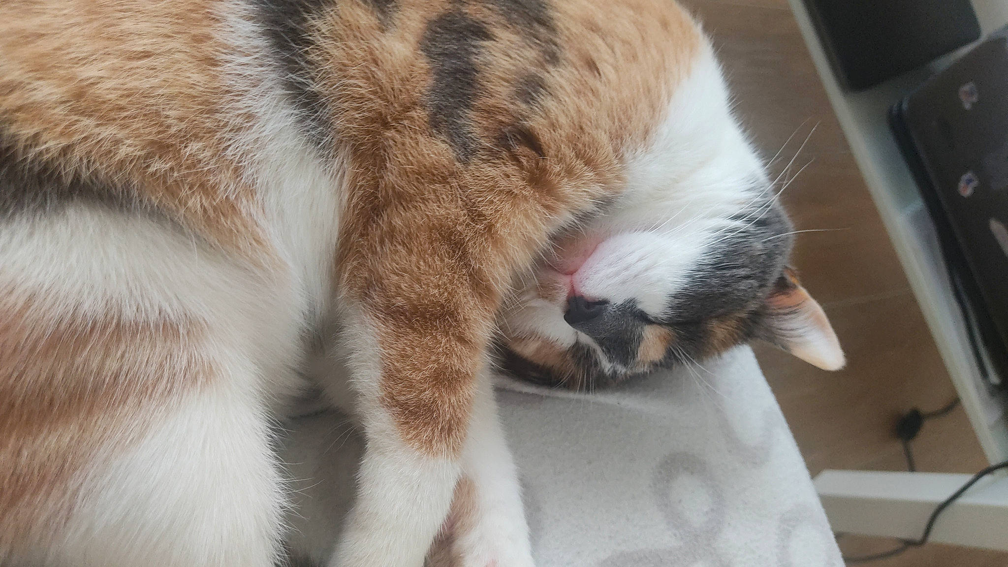 Sina a rejoint le concours — aidez-le/la à gagner de superbes lots ! carnivore, cat, claw, comfort, domestic_short_haired_cat, felidae, fur, nap, paw, sleep, small_to_medium_sized_cats, snout, tail, terrestrial_animal, whiskers