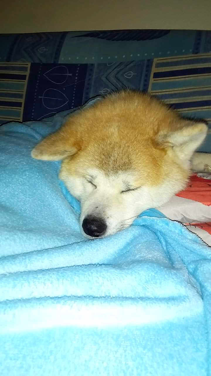 Hatchi