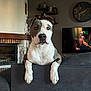 Nala participe au concours pour gagner de l'argent avec cette photo : dog, pitbull, pet, couch, living_room, fireplace, tv, person_on_tv, popsicle, wall_clock, shelf, decor, paws, attentive, indoor, portrait, white_and_gray, wooden_mantle, brick, cozy