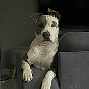 Nala participe au concours pour gagner de l'argent avec cette photo : dog, pitbull, pet, couch, sofa, indoor, living_room, paws, eyes, ears, nose, white_coat, brown_coat, portrait, relaxed, furniture, tile_floor, tv, upholstery, mammal