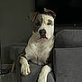 dog, pitbull, pet, couch, sofa, indoor, living_room, paws, eyes, ears, nose, white_coat, brown_coat, portrait, relaxed, furniture, tile_floor, tv, upholstery, mammal