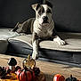 Nala participe au concours pour gagner de l'argent avec cette photo : dog, pitbull, sofa, couch, living_room, coffee_table, fall_decor, pumpkin, pinecone, decor, blanket, wooden_table, portrait, pet, canine, indoor, resting, staring, brown_white_coat, mushroom_decor
