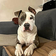 Nala participe au concours pour gagner de l'argent avec cette photo : dog, pitbull, pet_dog, indoor, couch, blanket, toy, paws, fur, face, ears, nose, eyes, sitting, looking_at_camera, front_paws, couch_cushion, living_room, home, attentive