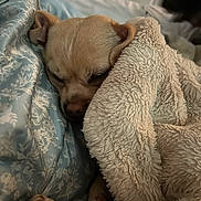 Buster Bar joined the competition — help win amazing prizes! dog, sleeping, blanket, bed, cozy, paw, fur, cute, small_dog, indoor, resting, snug, comfort, brown_fur, canine, pet, relaxation, warm, soft_texture, peaceful