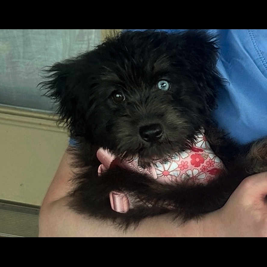 Dolly Bear
