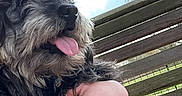 Dolly Bear is registered to the contest to win money with this photo: animal, bench, closeup, clouds, companion, daylight, dog, fluffy, friendship, furry, grass, happy, human_hand, nature, outdoor, park, pet, relaxation, sky, tongue_out