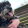 animal, bench, closeup, clouds, companion, daylight, dog, fluffy, friendship, furry, grass, happy, human_hand, nature, outdoor, park, pet, relaxation, sky, tongue_out