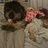 Dolly Bear is registered to the contest to win money with this photo: animal, bed, blanket, bone, chew_toy, clothing, comfort, cozy, cute, dog, domestic, fur, indoor, paw, pet, relaxed, resting, sleepy, strawberry_pattern, toy