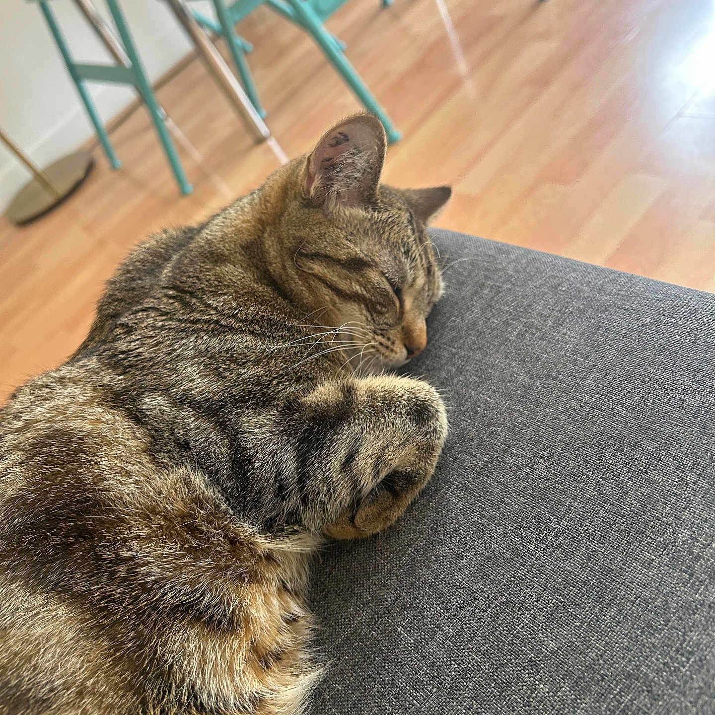 Alma participe au concours pour gagner de l'argent avec cette photo : abyssinian, animal, architecture, building, cat, chair, couch, diningtable, furniture, hardwood, indoors, interiordesign, kitten, livingroom, manx, pet, plywood, room, table, wood