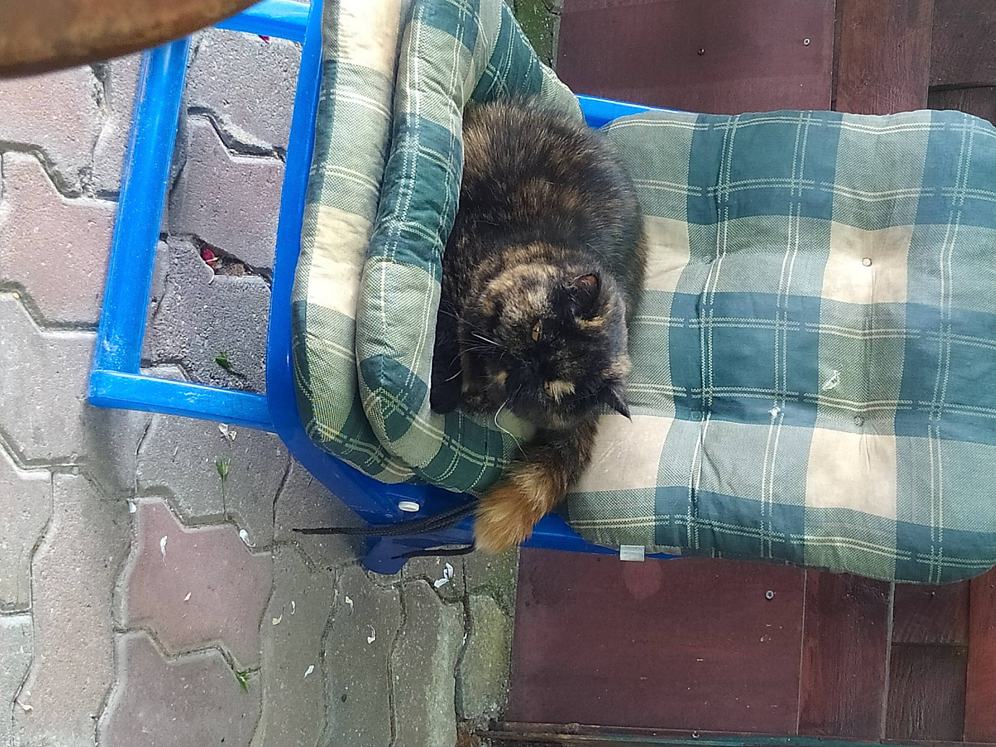 Ibiza a rejoint le concours — aidez-le/la à gagner de superbes lots ! canidae, carnivore, cat, companion_dog, dog_breed, electric_blue, felidae, fur, gas, natural_material, pattern, pet_supply, plaid, road_surface, small_to_medium_sized_cats, sporting_group, tail, tartan, terrestrial_animal, water