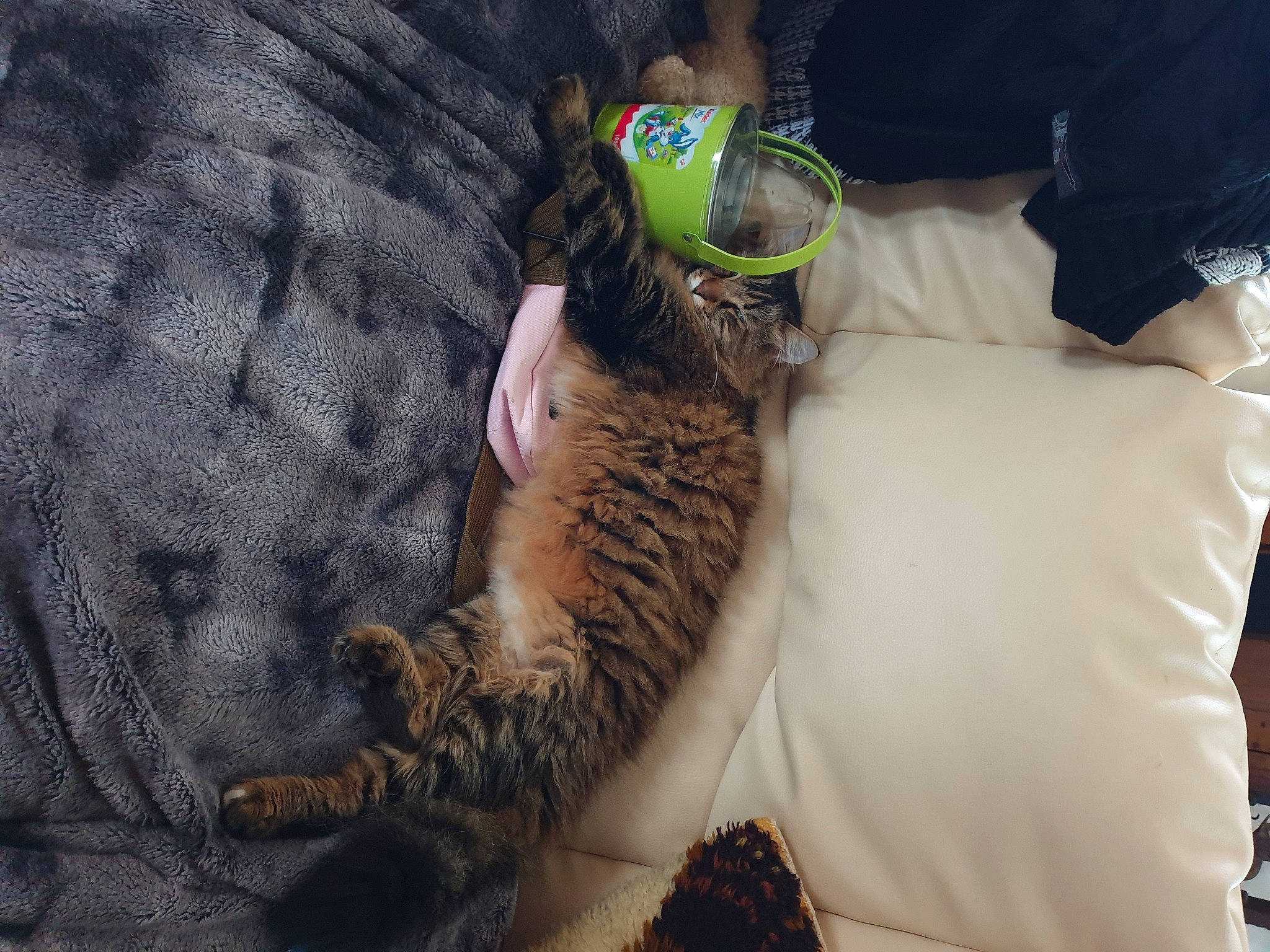 Tommy a rejoint le concours — aidez-le/la à gagner de superbes lots ! carnivore, cat, domestic_short_haired_cat, eyewear, fawn, felidae, finger, fur, gesture, glasses, human_leg, nail, pattern, paw, small_to_medium_sized_cats, tail, textile, thigh, whiskers, wrist