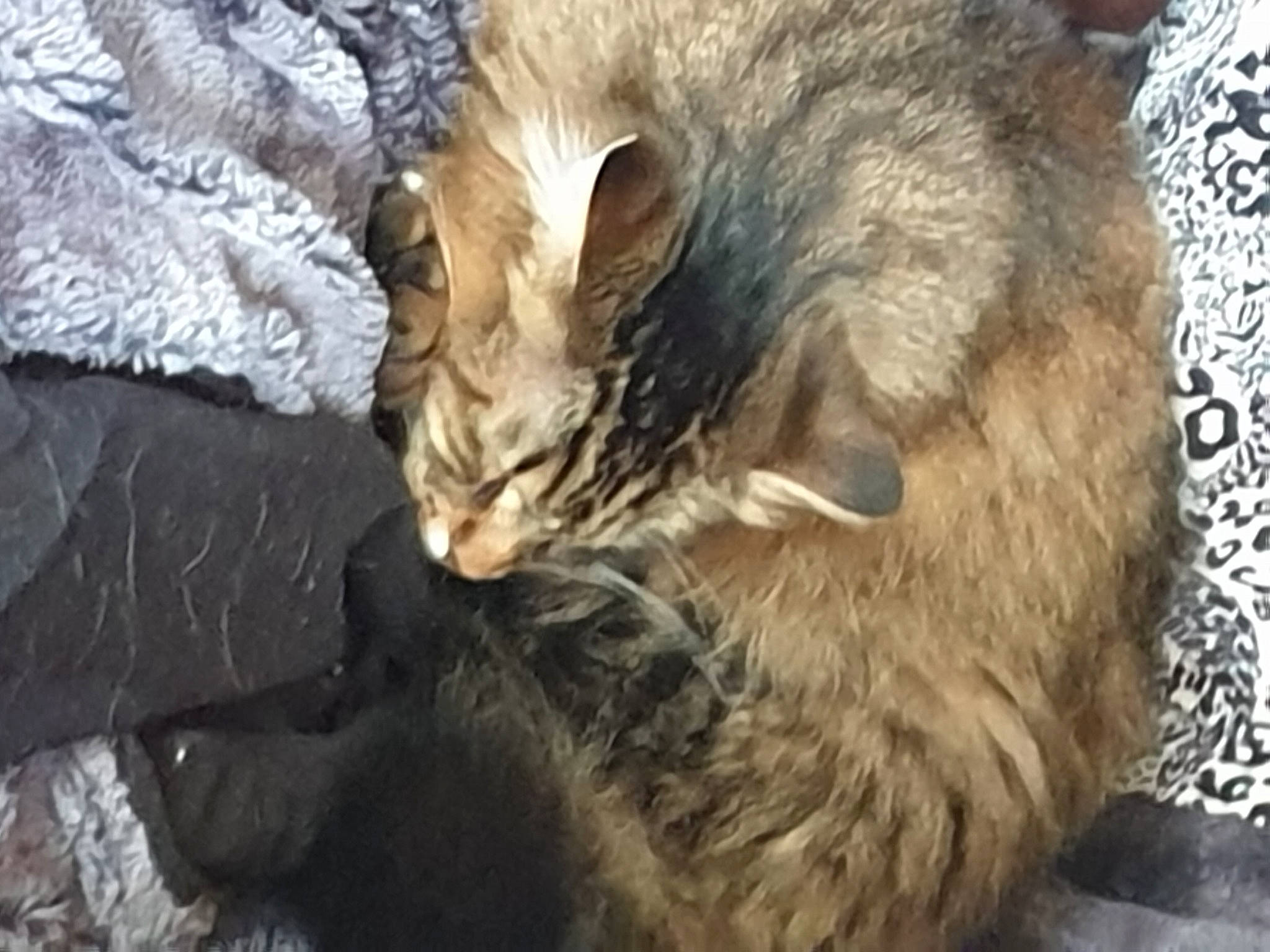 Tommy participe au concours pour gagner de l'argent avec cette photo : carnivore, cat, claw, comfort, domestic_short_haired_cat, fawn, felidae, fur, nap, natural_material, paw, sleep, small_to_medium_sized_cats, snout, tail, terrestrial_animal, whiskers, wildlife