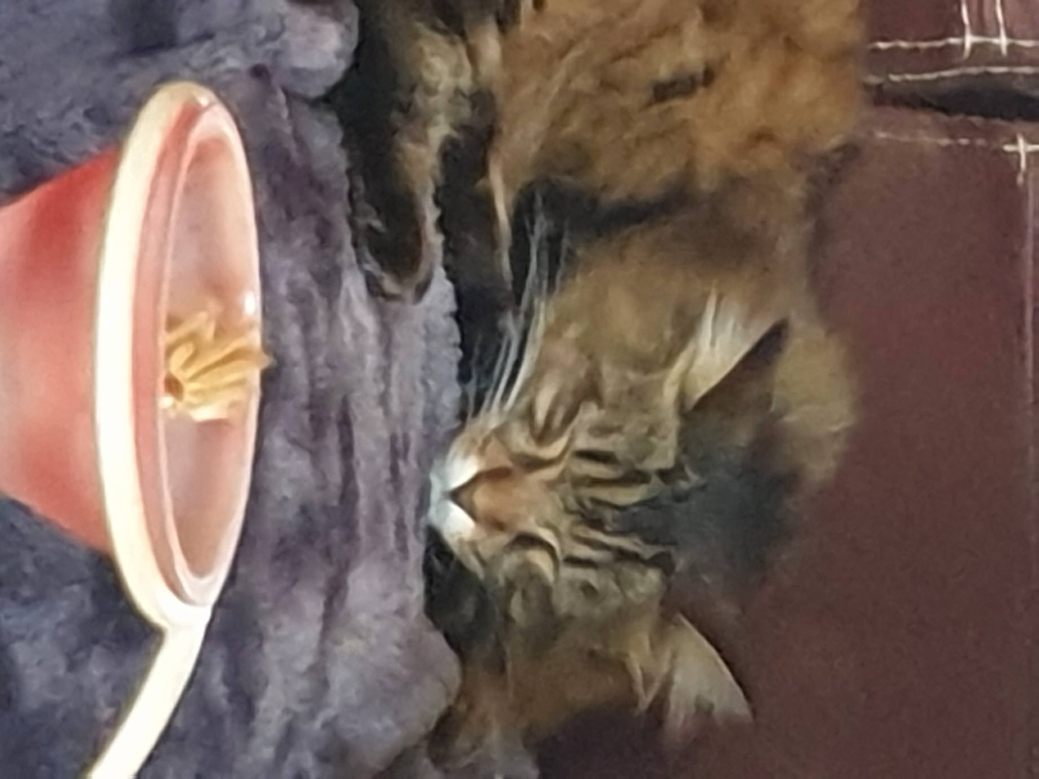 Tommy participe au concours pour gagner de l'argent avec cette photo : art, bengal_tiger, big_cats, carnivore, cat, claw, fang, fawn, feather, felidae, fur, siberian_tiger, small_to_medium_sized_cats, snout, tail, terrestrial_animal, tiger, whiskers, wood