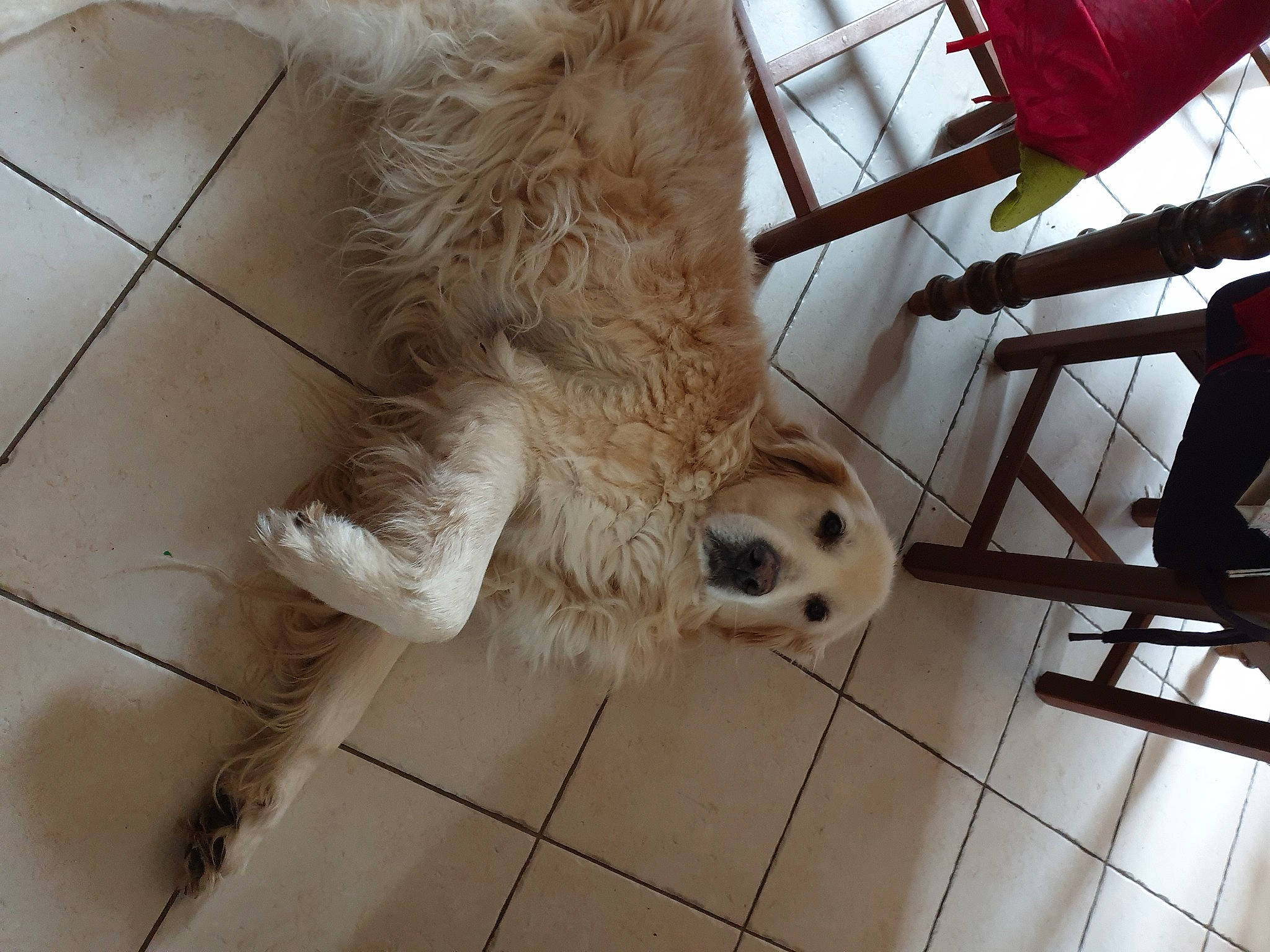 Joey a rejoint le concours — aidez-le/la à gagner de superbes lots ! canidae, carnivore, chair, claw, companion_dog, dog, dog_breed, fawn, flooring, foot, fur, paw, small_to_medium_sized_cats, snout, sporting_group, stuffed_toy, tail, toy_dog, whiskers, wood