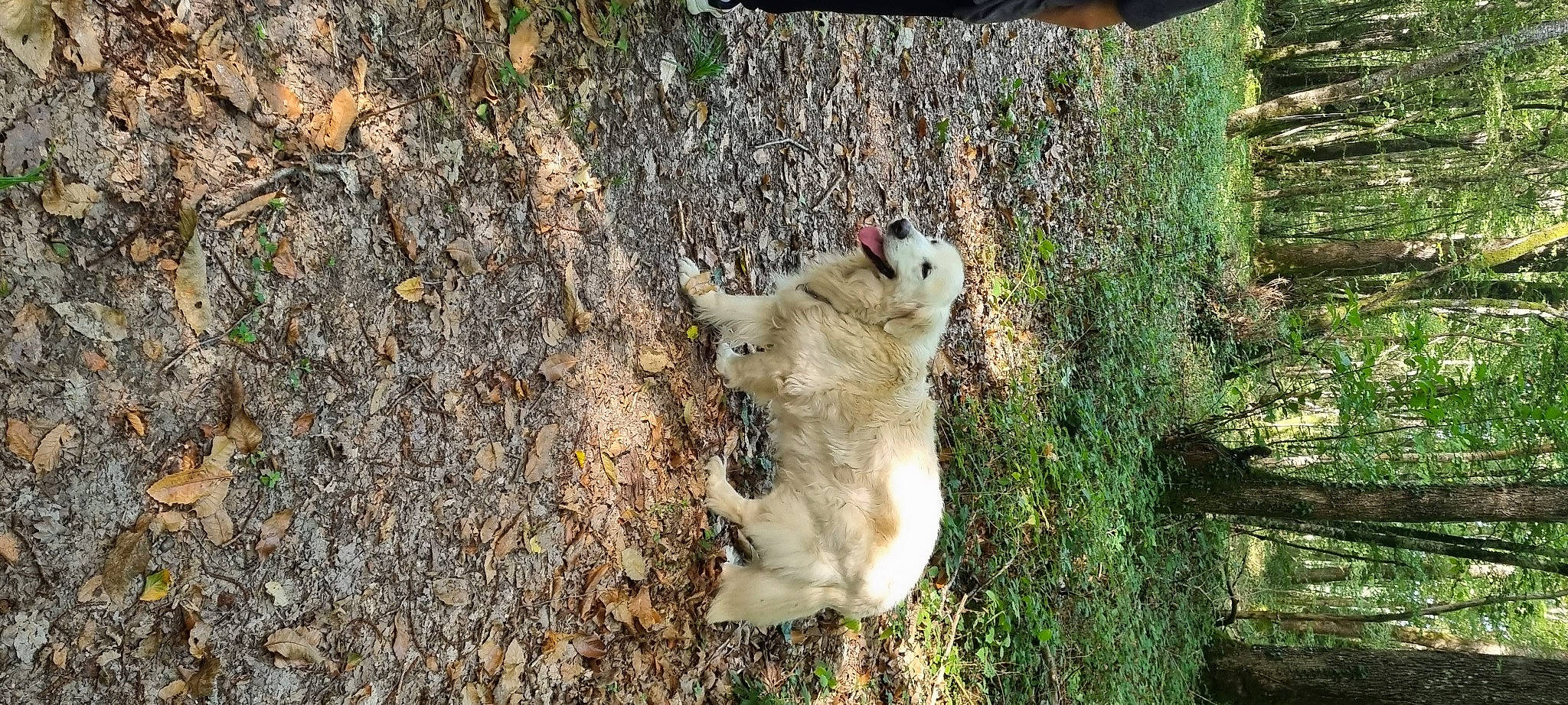 Joey a rejoint le concours — aidez-le/la à gagner de superbes lots ! big_cats, canidae, canis, carnivore, dog, dog_breed, fawn, felidae, forest, grass, hyena, plant, sporting_group, tail, terrestrial_animal, tree, trunk, wildlife, wolf, wood