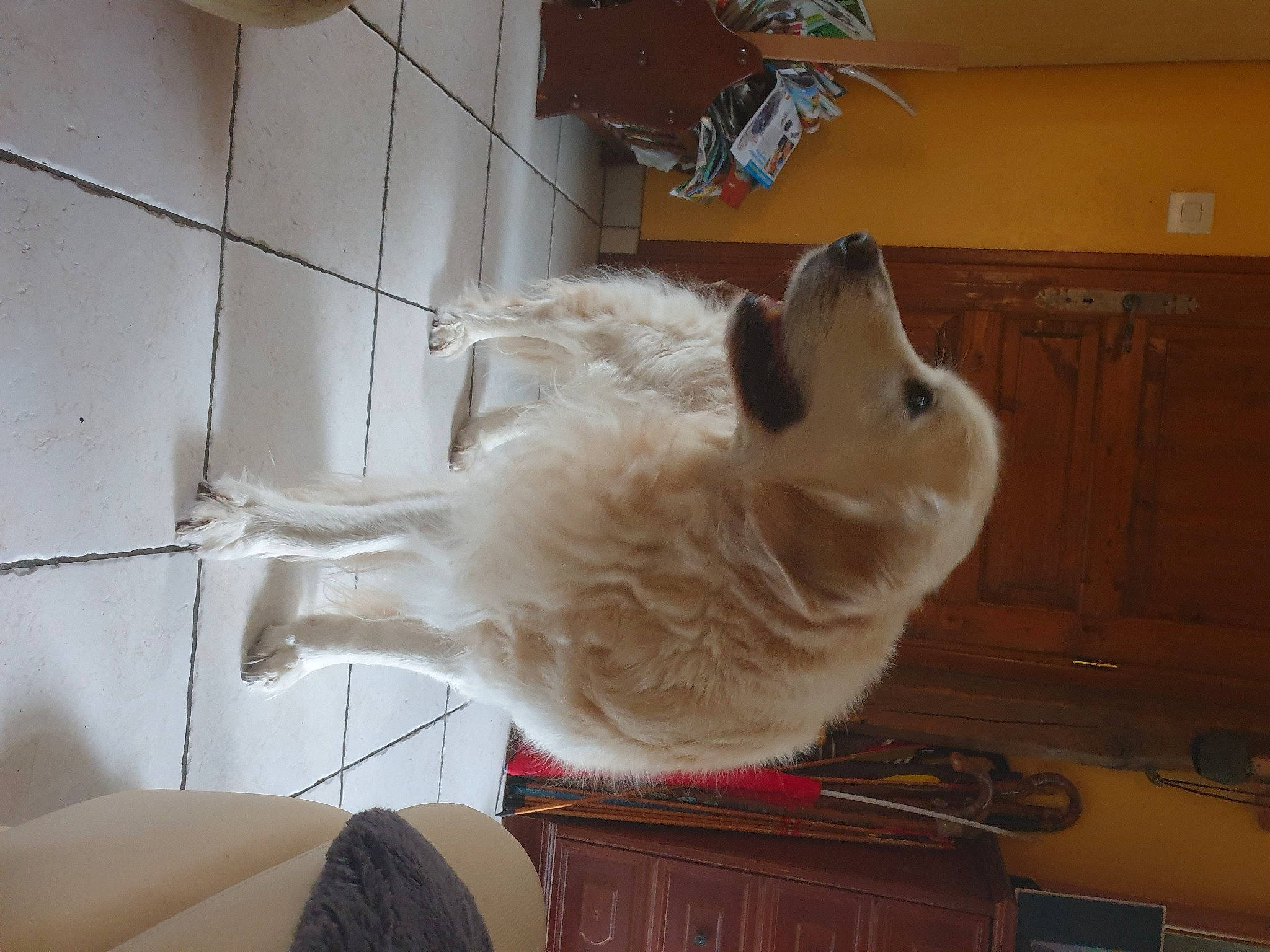 Joey participe au concours pour gagner de l'argent avec cette photo : carnivore, cat, companion_dog, dog_breed, domestic_rabbit, domestic_short_haired_cat, door, fawn, felidae, flooring, fur, hardwood, paw, rabbits_and_hares, room, small_to_medium_sized_cats, snout, tail, whiskers, wood