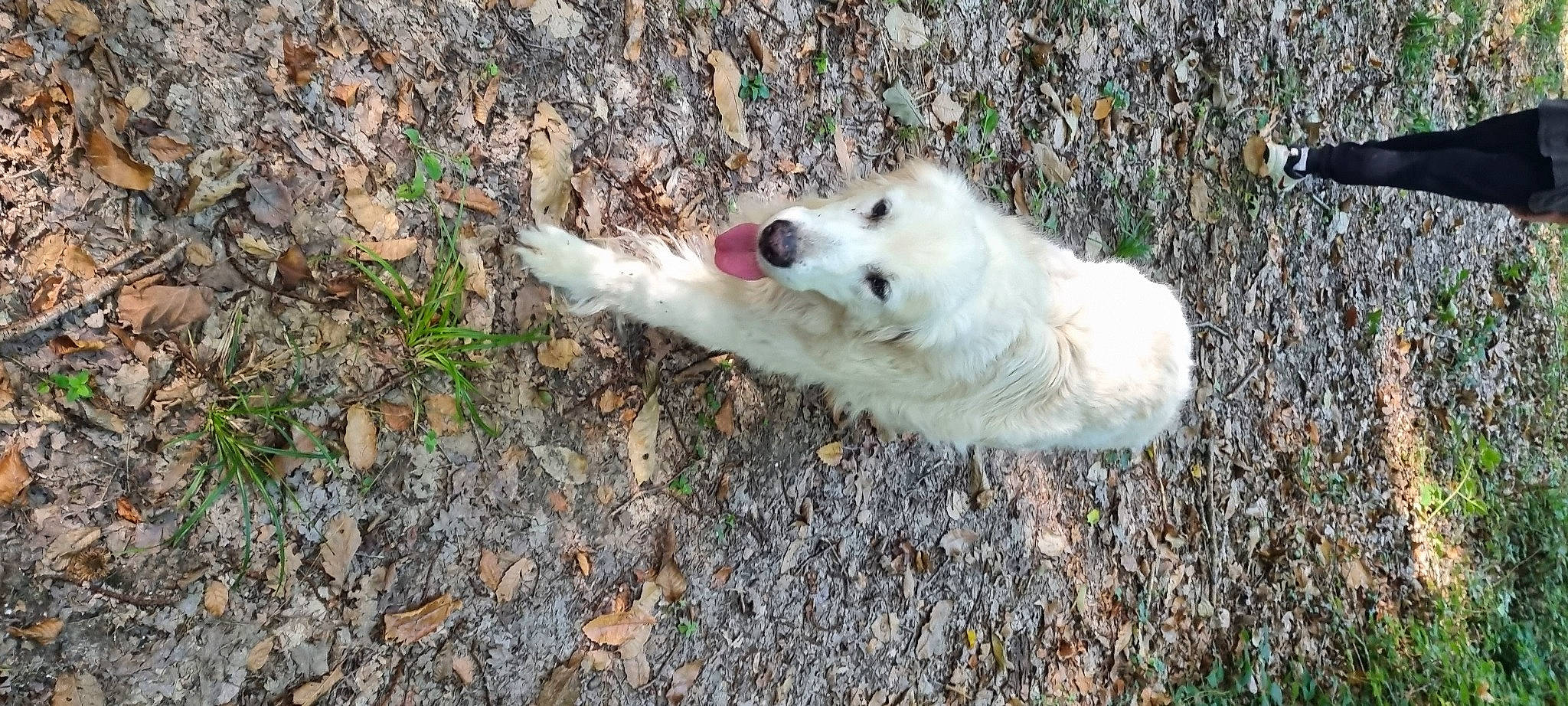 Joey a rejoint le concours — aidez-le/la à gagner de superbes lots ! canidae, carnivore, companion_dog, dog, dog_breed, fur, grass, polish_tatra_sheepdog, soil, sporting_group, terrestrial_animal, volpino_italiano, working_dog
