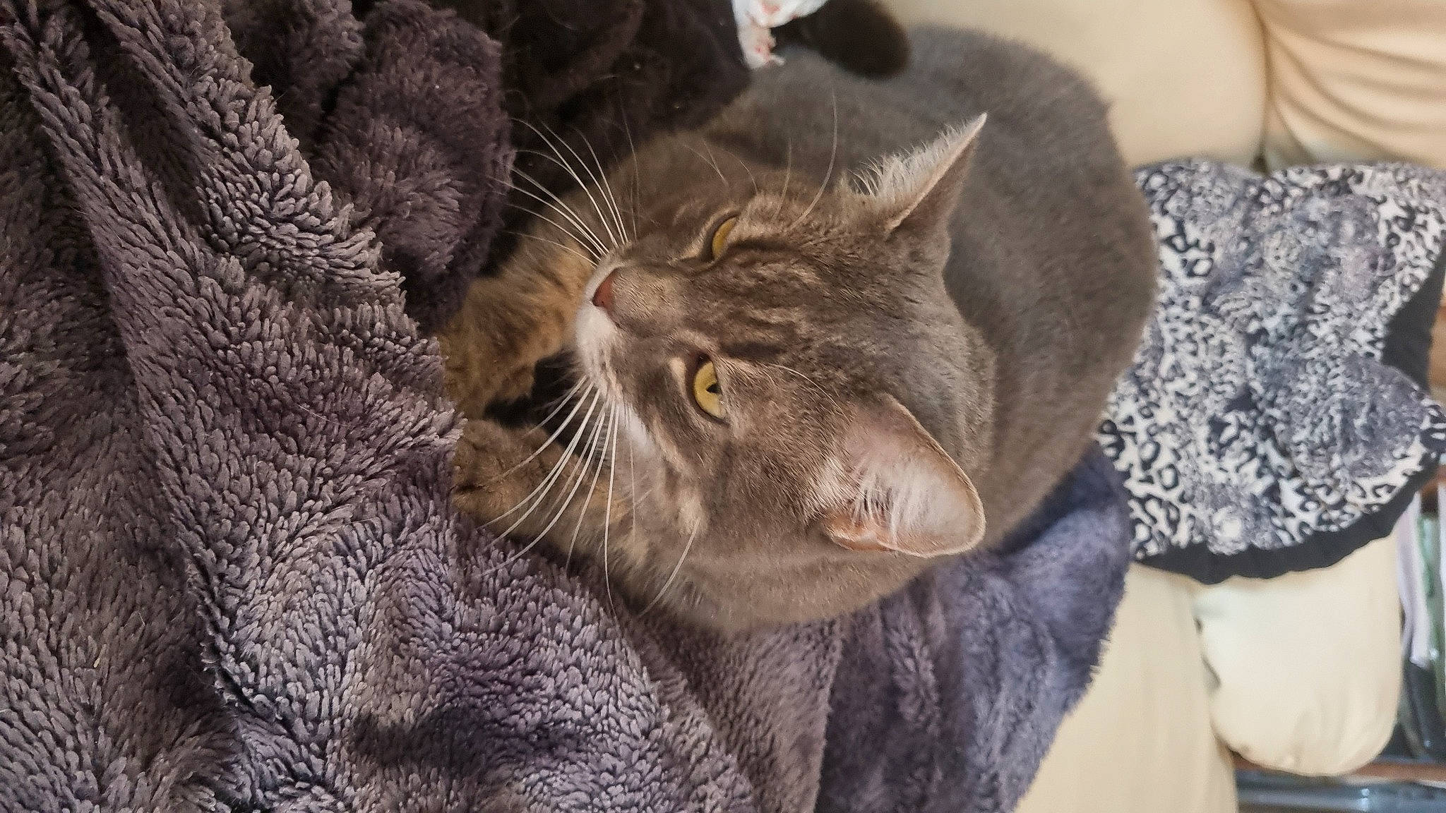 Caline a rejoint le concours — aidez-le/la à gagner de superbes lots ! carnivore, cat, claw, comfort, domestic_short_haired_cat, ear, felidae, fur, gesture, grey, paw, small_to_medium_sized_cats, snout, terrestrial_animal, whiskers, wildlife