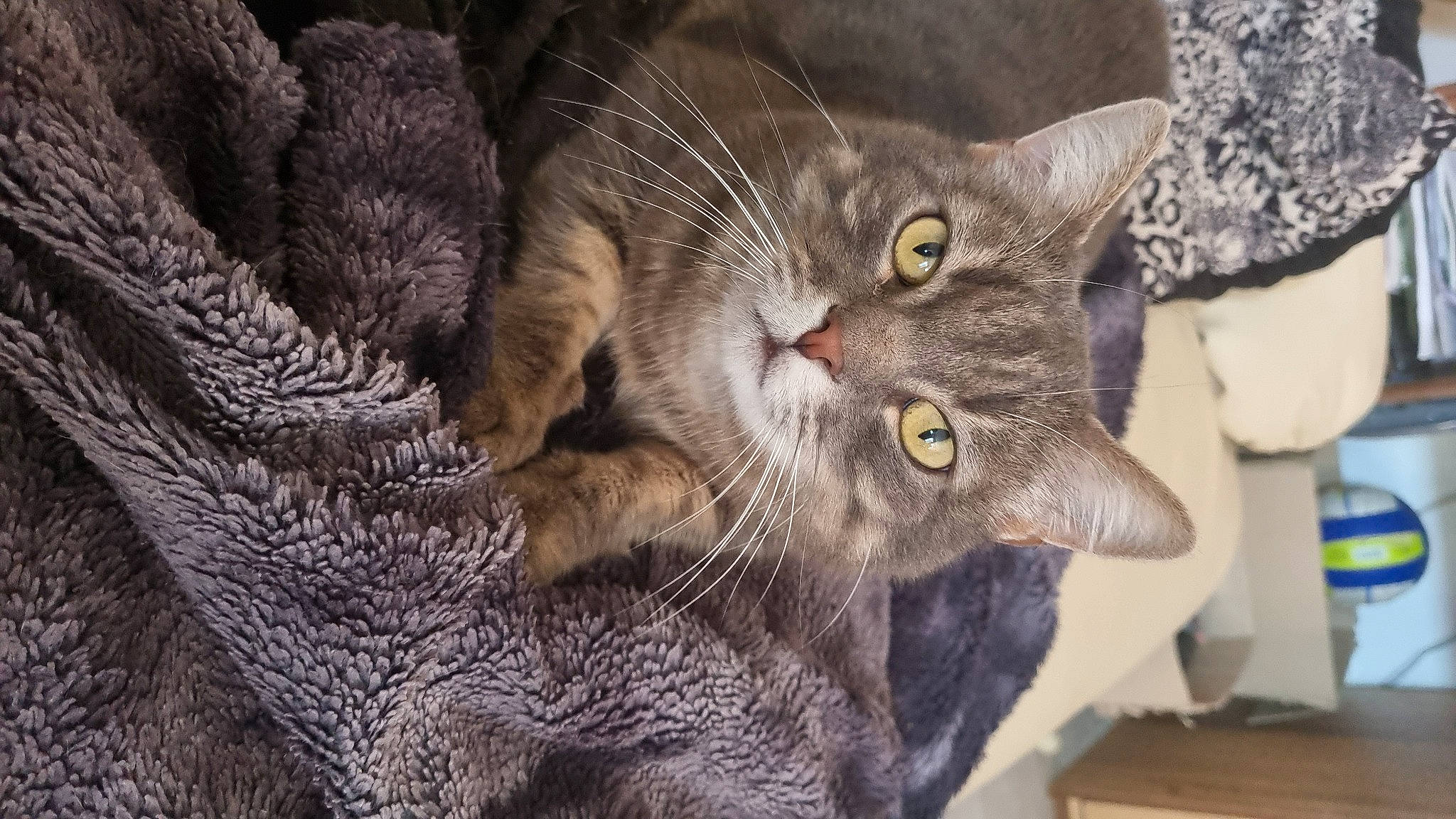 Caline participe au concours pour gagner de l'argent avec cette photo : carnivore, cat, claw, close_up, domestic_short_haired_cat, felidae, fur, paw, small_to_medium_sized_cats, snout, tail, terrestrial_animal, whiskers, wildlife