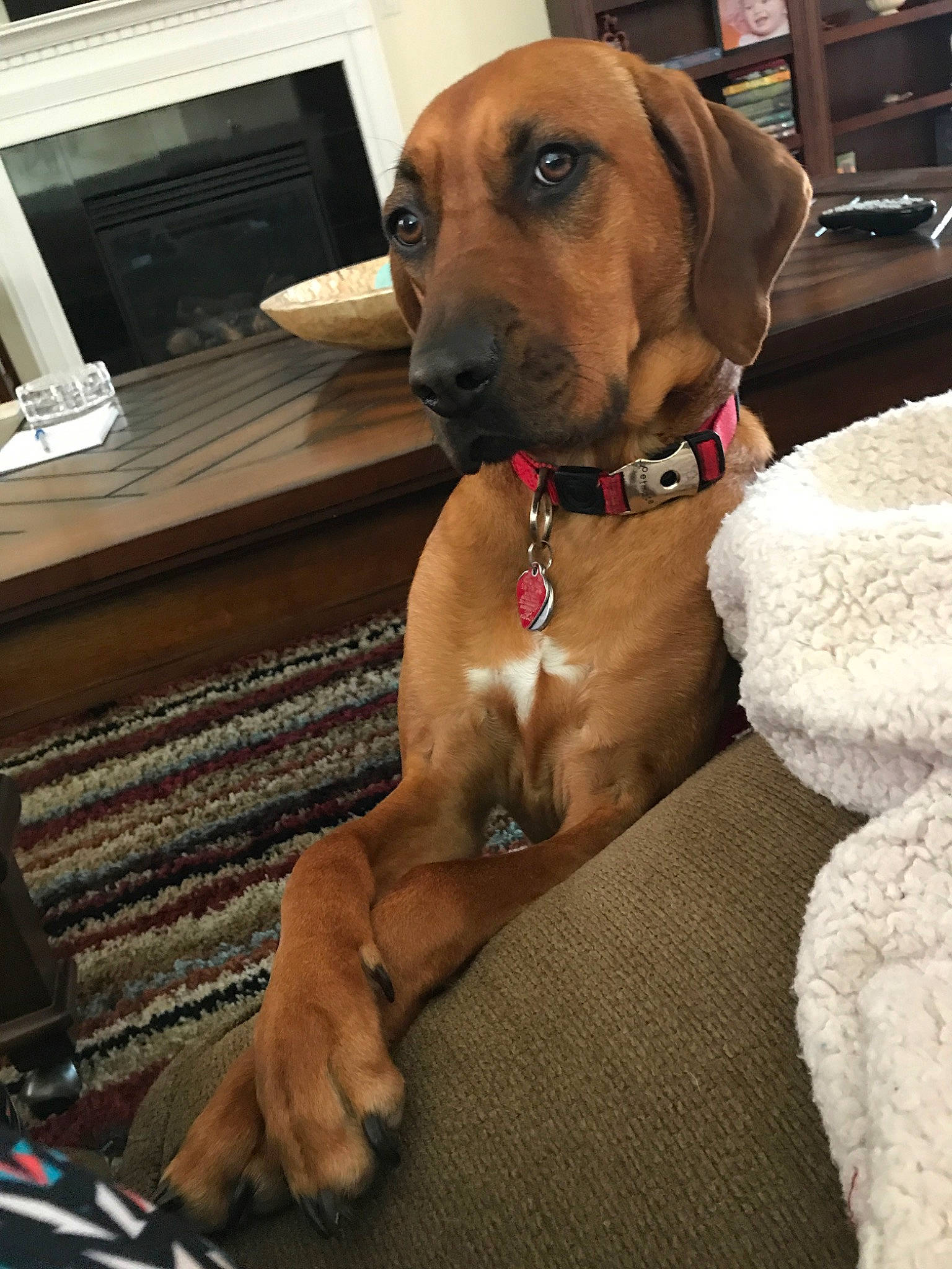 Bailey is registered to the contest to win money with this photo: bavarian_mountain_hound, beagador, black_mouth_cur, broholmer, canidae, carnivore, companion_dog, coonhound, dog, dog_breed, fawn, hound, mammal, mountain_cur, rare_breed_dog, redbone_coonhound, rhodesian_ridgeback, snout, sporting_group, vertebrate