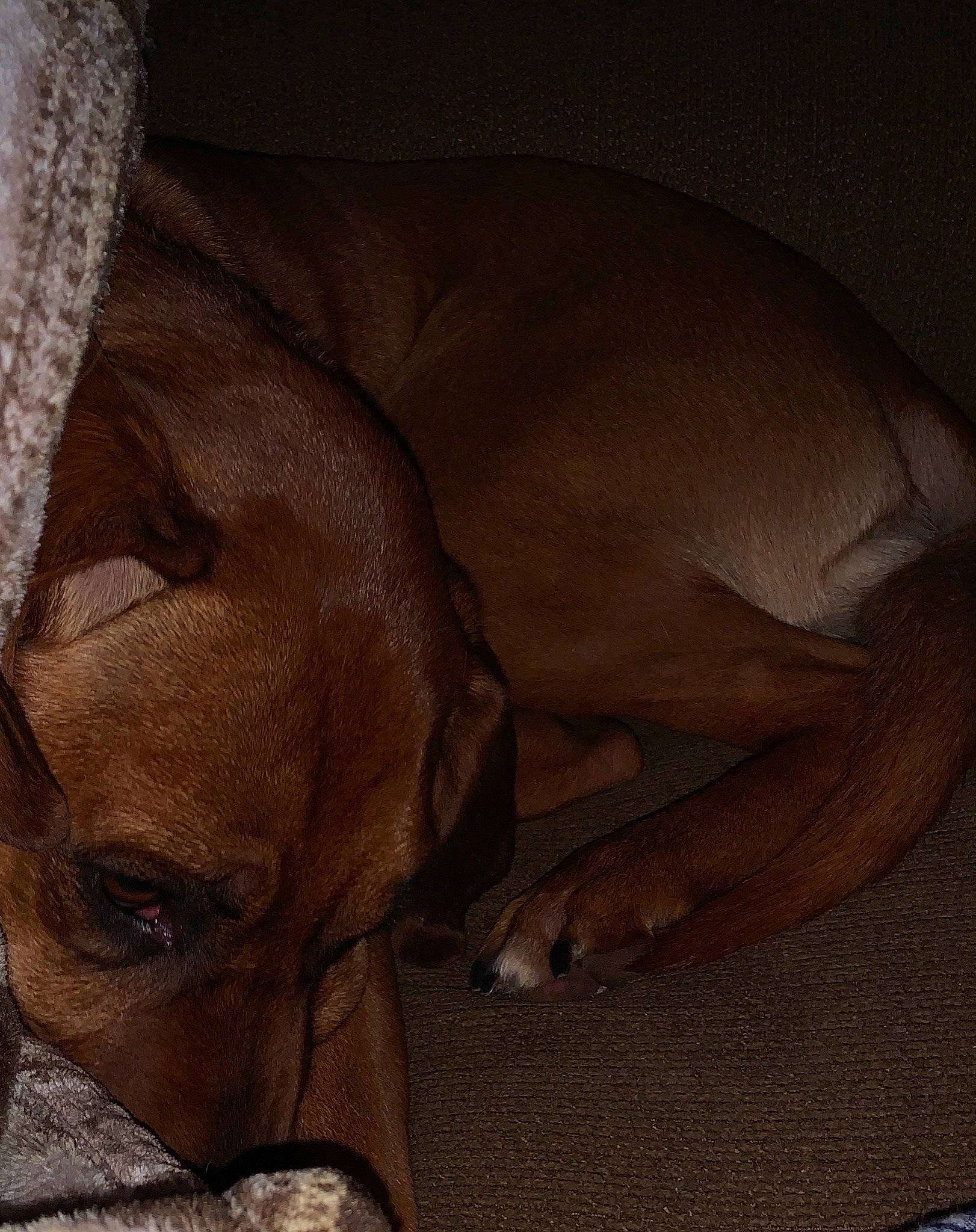 Bailey is registered to the contest to win money with this photo: canidae, carnivore, companion_dog, dog, dog_breed, fawn, mammal, rhodesian_ridgeback, sporting_group, vertebrate, vizsla