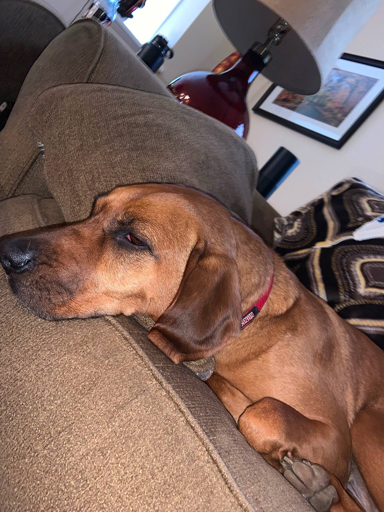 Bailey joined the competition — help win amazing prizes! bavarian_mountain_hound, black_mouth_cur, bloodhound, broholmer, canidae, carnivore, coonhound, dog, dog_breed, fawn, fila_brasileiro, hound, mammal, rare_breed_dog, redbone_coonhound, rhodesian_ridgeback, snout, sporting_group, tosa, vertebrate
