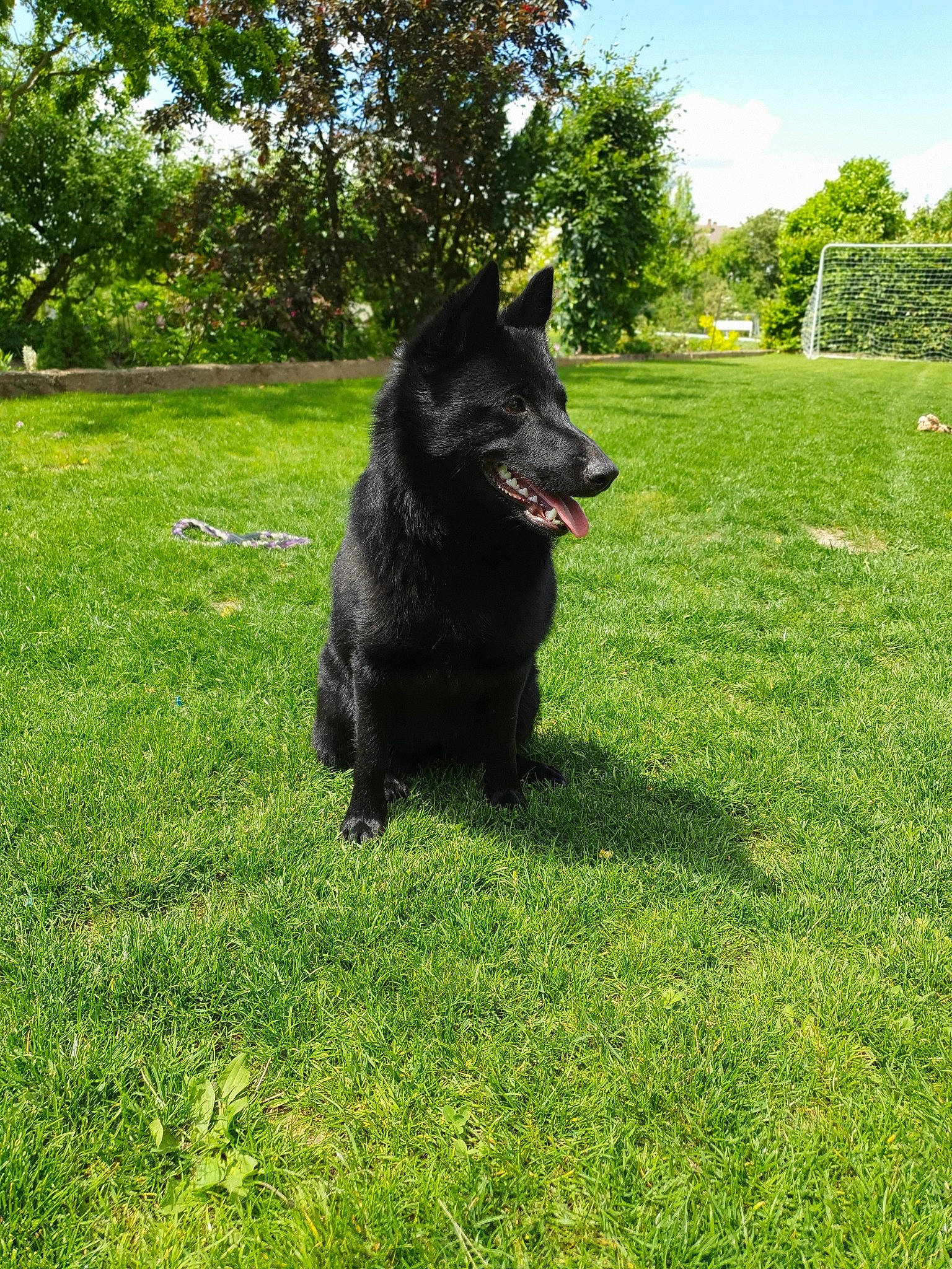 Olia participe au concours pour gagner de l'argent avec cette photo : belgian_shepherd, black_norwegian_elkhound, canidae, carnivore, croatian_sheepdog, dog, dog_breed, grass, groenendael, herding_dog, lawn, mammal, plant, rare_breed_dog, schipperke, sporting_group, swedish_lapphund, vertebrate, working_dog