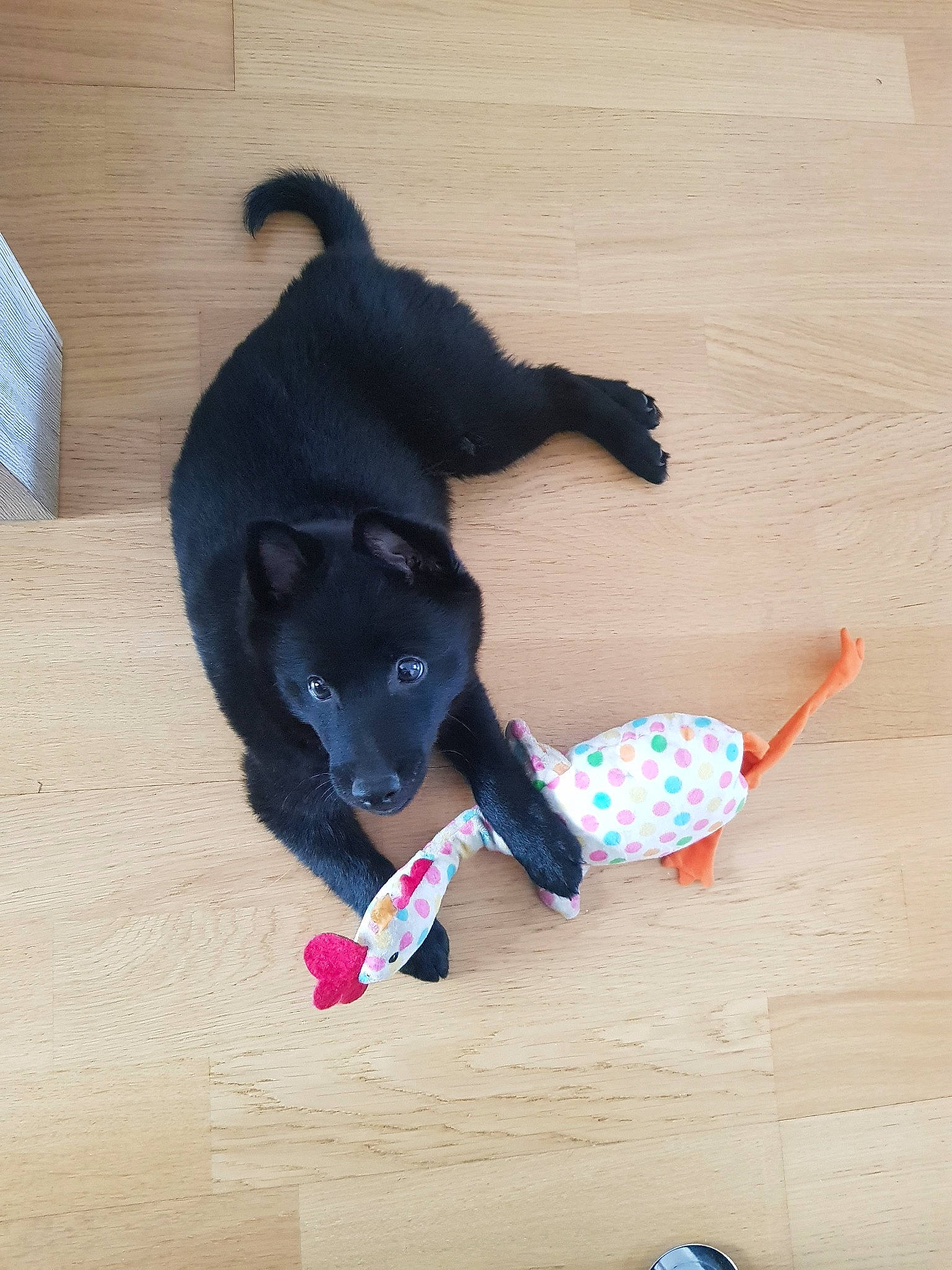 Olia participe au concours pour gagner de l'argent avec cette photo : canidae, carnivore, dog, dog_breed, floor, formosan_mountain_dog, mammal, puppy, schipperke, sporting_group, tail
