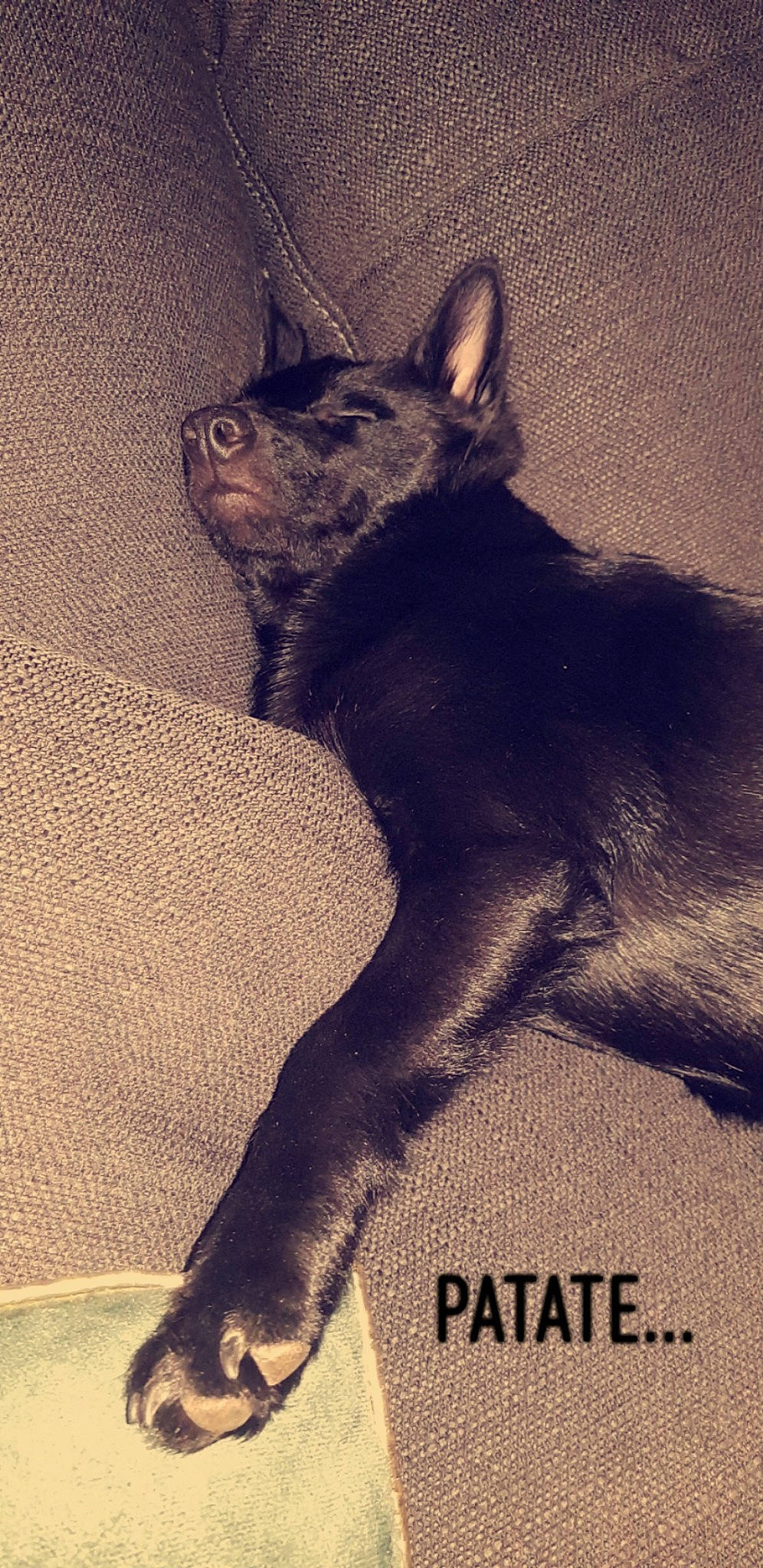 Olia participe au concours pour gagner de l'argent avec cette photo : asian, black_cat, carnivore, cat, felidae, fur, kitten, photo_caption, sky, small_to_medium_sized_cats, snout, tail, whiskers