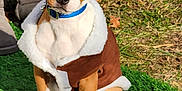Chippy is registered to the contest to win money with this photo: attentive, autumn_leaves, blue_collar, brown_coat, canine, cute, dog, ears, eyes, grass, jacket, leash, outdoor, paws, pet, portrait, puppy, short_hair, sitting, white_markings