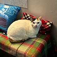 Lolly is registered to the contest to win money with this photo: cat, calico_cat, pet, animal, feline, sitting, curled_up, white_fur, orange_patches, black_patches, green_eyes, indoors, cozy, blanket, plaid, pillow, bench, furniture, portrait, home_decor