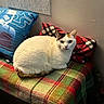 cat, calico_cat, pet, animal, feline, sitting, curled_up, white_fur, orange_patches, black_patches, green_eyes, indoors, cozy, blanket, plaid, pillow, bench, furniture, portrait, home_decor