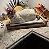 Lolly joined the competition — help win amazing prizes! cat, kitten, white_cat, black_patches, animal, pet, face, eyes, whiskers, ears, tail, lying_down, kitchen, countertop, scale, knives, knife_block, jars, household, indoor