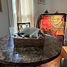 Lolly joined the competition — help win amazing prizes! cat, calico_cat, pet, animal, lying_down, relaxed, face, eyes, ears, tail, cardboard_box, marble_table, table, birdcage, bird, indoor, home, dining_room, window, curtains