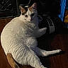 cat, feline, white_cat, orange_markings, pet, animal, sitting, lounging, portrait, eyes, ears, whiskers, tail, paws, chair, backpack, indoor, wood_floor, dark_background, relaxed