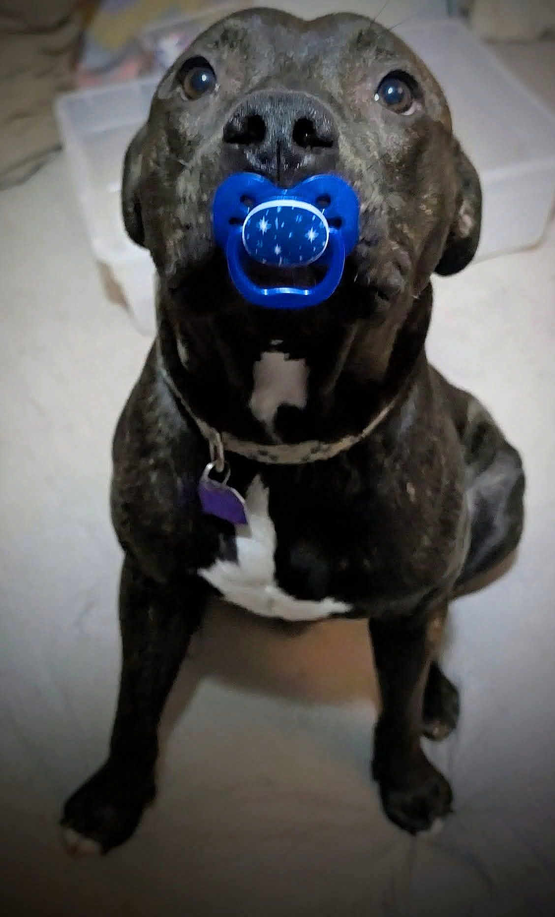 D.o.g.