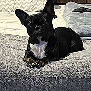 Khan joined the competition — help win amazing prizes! animal, bed, bedroom, black_coat, blanket, close_up, cozy, dog, ears, french_bulldog, furniture, indoor, lying_down, paws, pet, pillow, portrait, relaxed, textured_blanket, white_patch