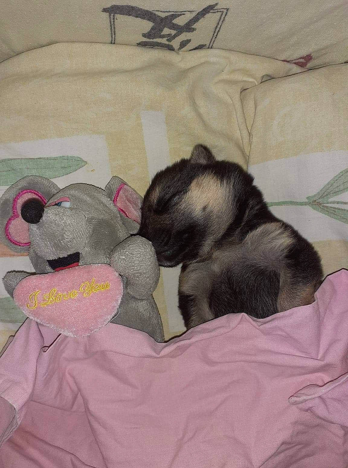 Ruby participe au concours pour gagner de l'argent avec cette photo : art, canidae, carnivore, comfort, companion_dog, dog, dog_breed, fawn, fur, grey, linens, liver, mammal, room, snout, sporting_group, tail, textile, toy_dog, working_animal