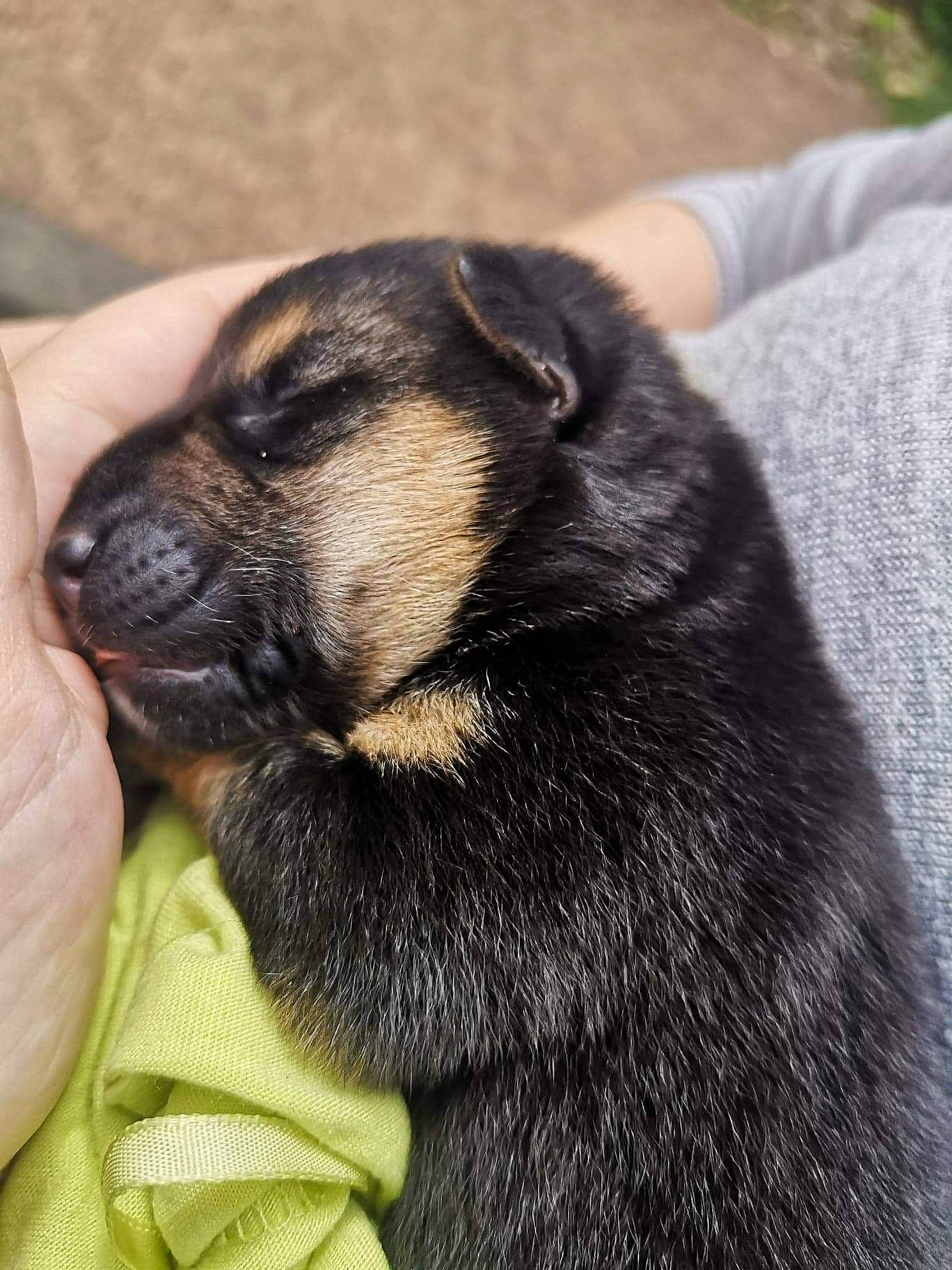 Ruby participe au concours pour gagner de l'argent avec cette photo : canidae, carnivore, claw, comfort, companion_dog, dog, dog_breed, fawn, fur, hand, nail, non_sporting_group, paw, puppy, snout, sporting_group, terrestrial_animal, whiskers, wildlife, working_animal