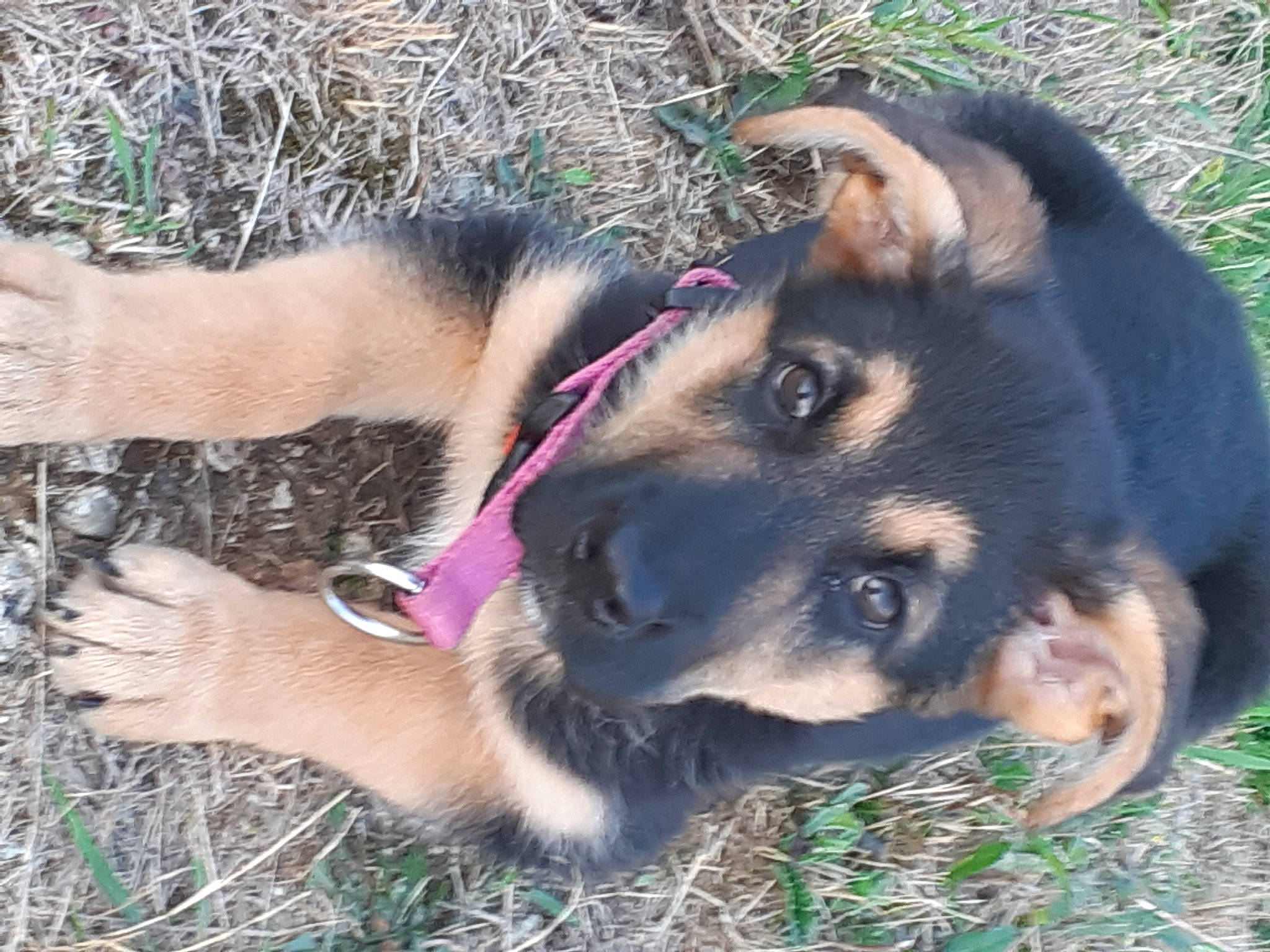 Ruby participe au concours pour gagner de l'argent avec cette photo : ancient_dog_breeds, canidae, carnivore, companion_dog, dog, dog_breed, fawn, fur, german_shepherd_dog, grass, herding_dog, king_shepherd, old_german_shepherd_dog, plant, snout, sporting_group, terrestrial_animal, vertebrate, working_animal, working_dog